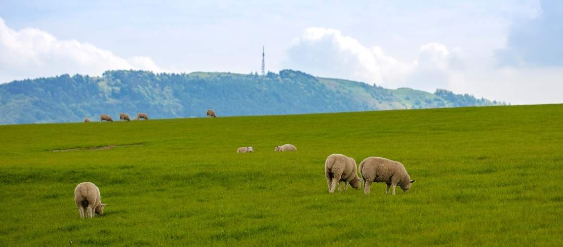 An Hoa Sheep Field