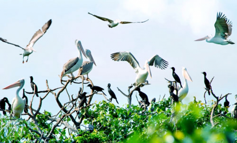 Bac Lieu Bird Garden