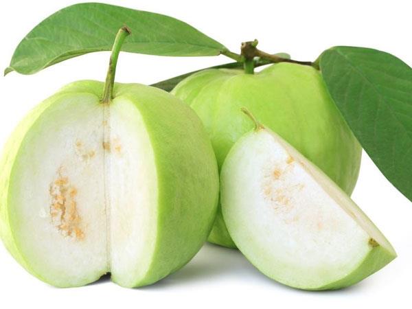  {BEST CHOICE } FRESH GREEN GUAVA HIGH QUALITY FORM VIETNAM/ 100% NATURAL AND GOOD PRICE IN MARKET VIETNAM