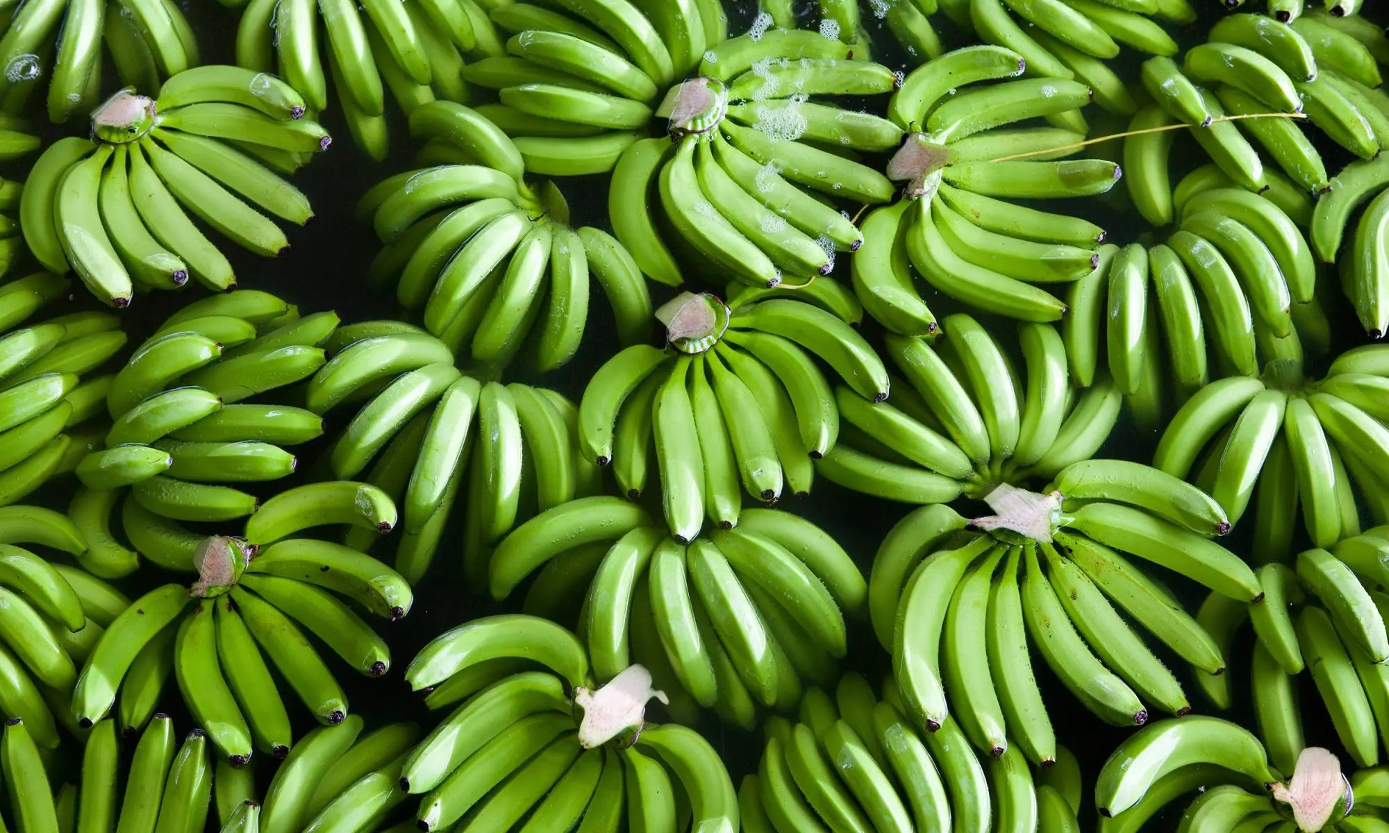  Best Price Fresh Cavendish Bananas Fresh Cavendish Bananas High Quality From Vietnam Factory No.1