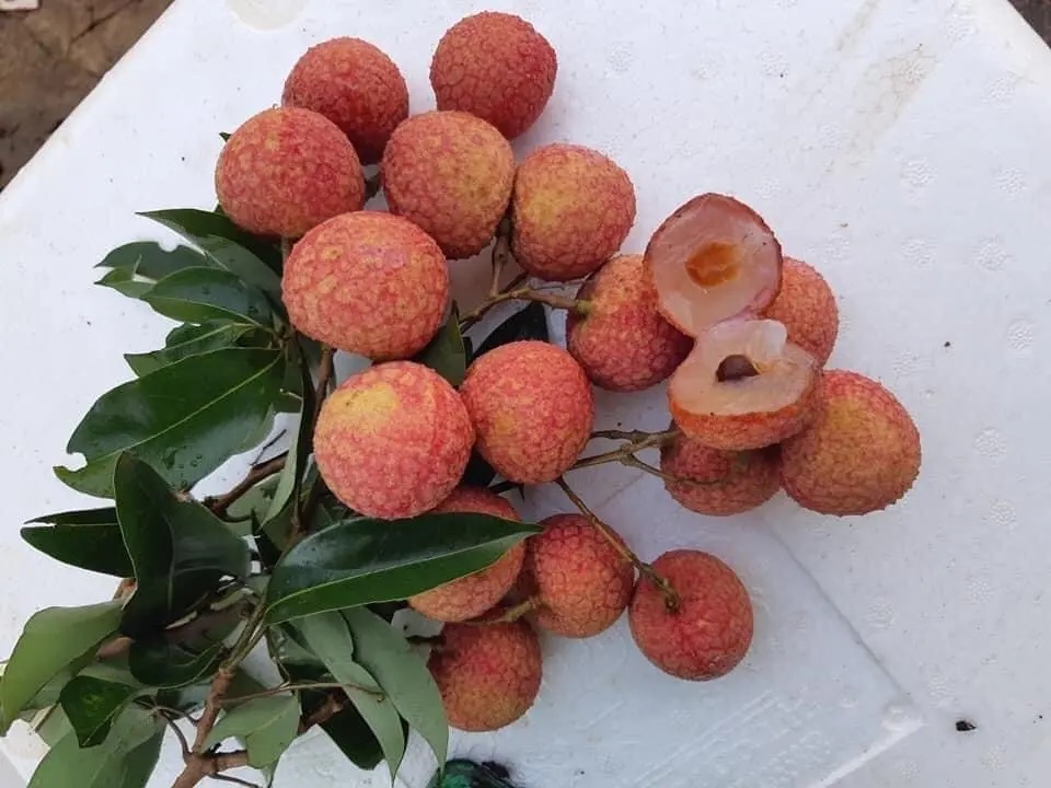  BEST SELLER!!!! Fresh lychee from Viet SeaFarm company with competitive price 2022