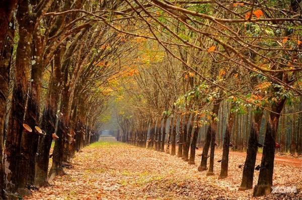 Bu Dang Rubber Forest