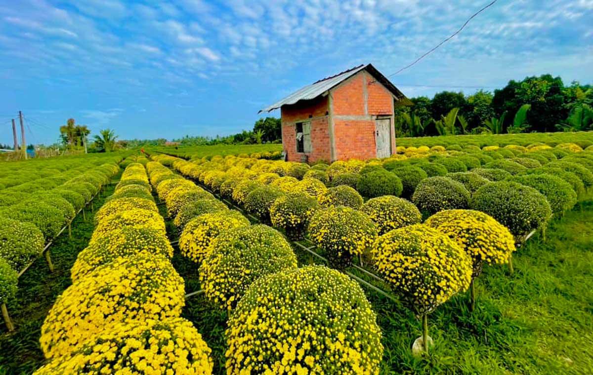 Cho Lach Ornamental Flower Village