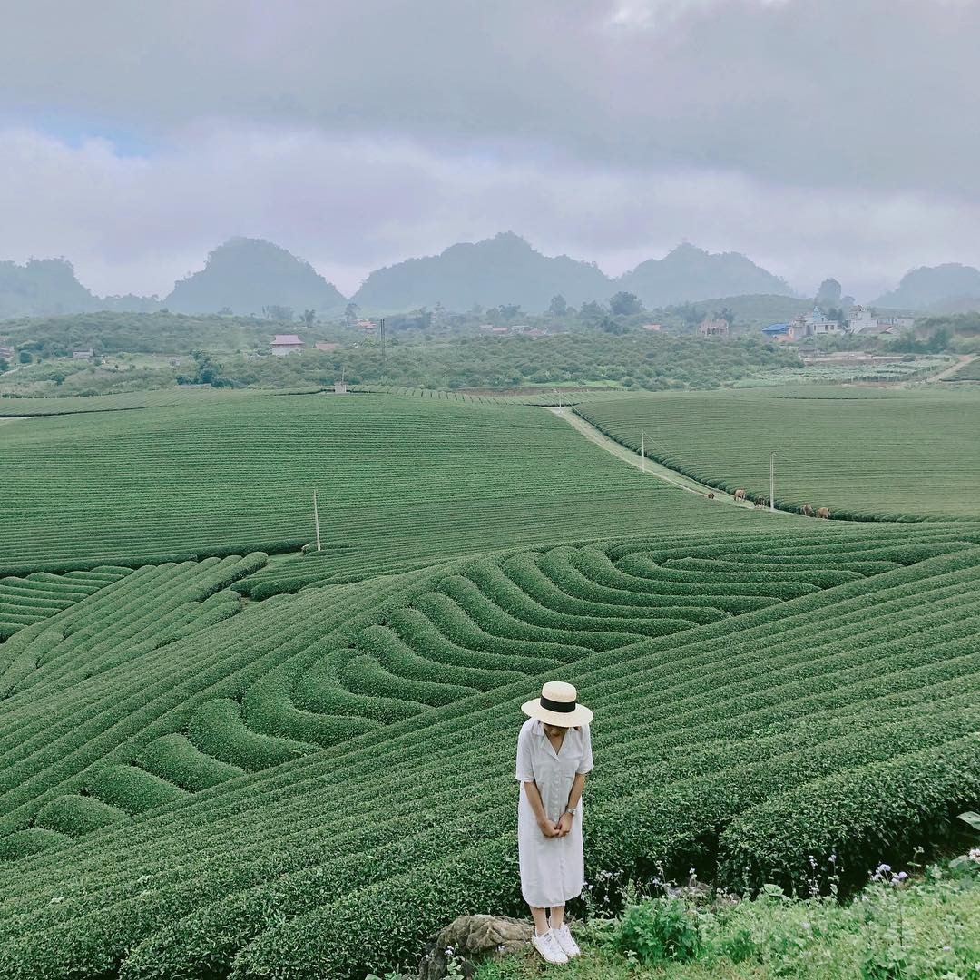Dong Giang tea hill
