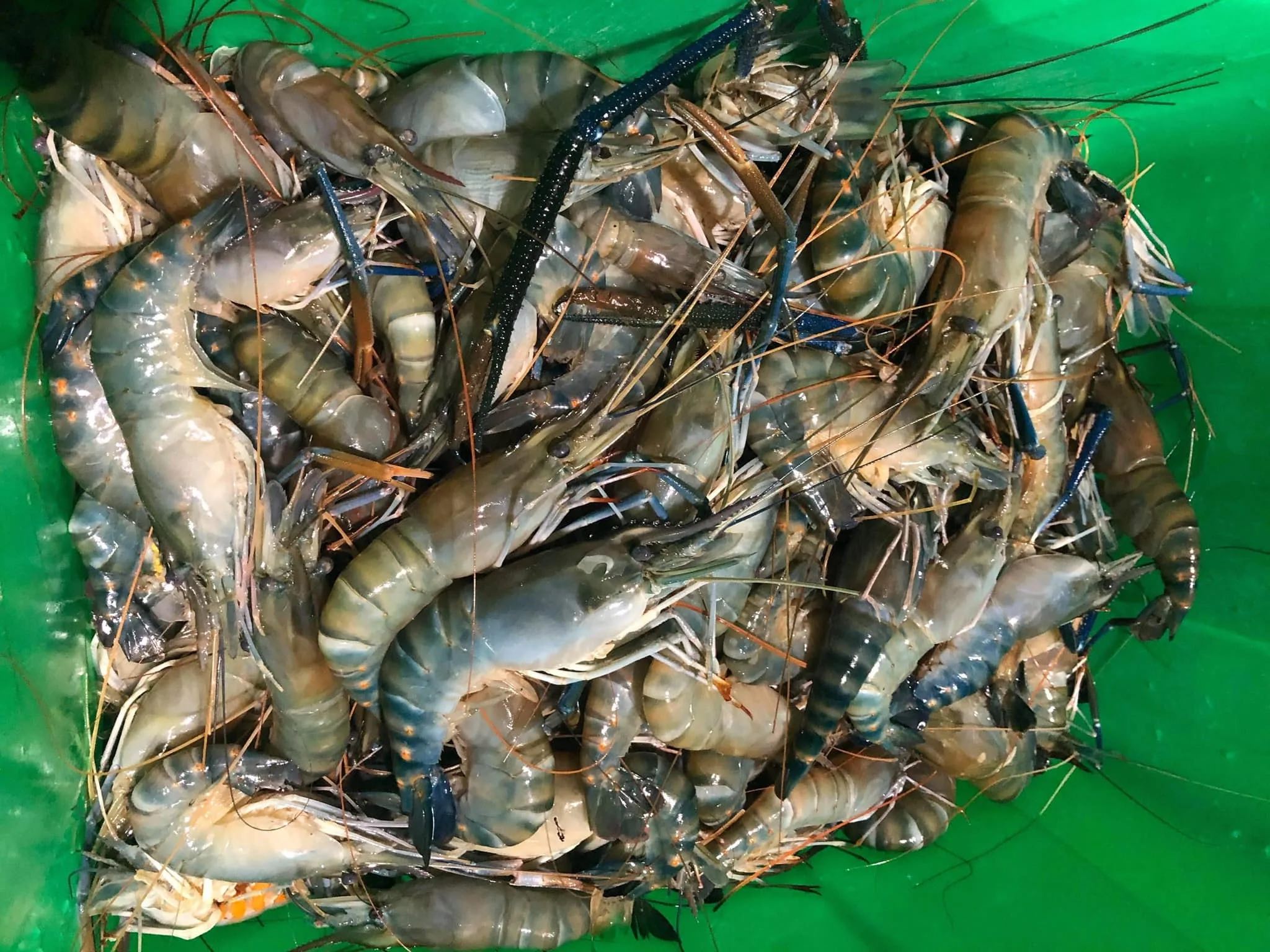  GIANT FRESHWATER PRAWN AND FROZEN SHRIMP HIGH QUALITY SEAFOOD WHOLESALE PREMIUM GRADE VIETNAM QUALITY