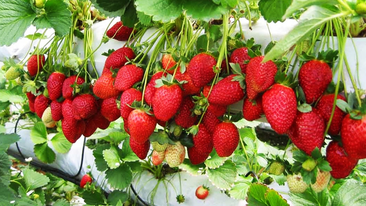  [[HOT SALE 2023] FRESH STRAWBERRY from VIETNAM - HIGH QUALITY and COMPETITIVE PRICE 2023 (wholesale)