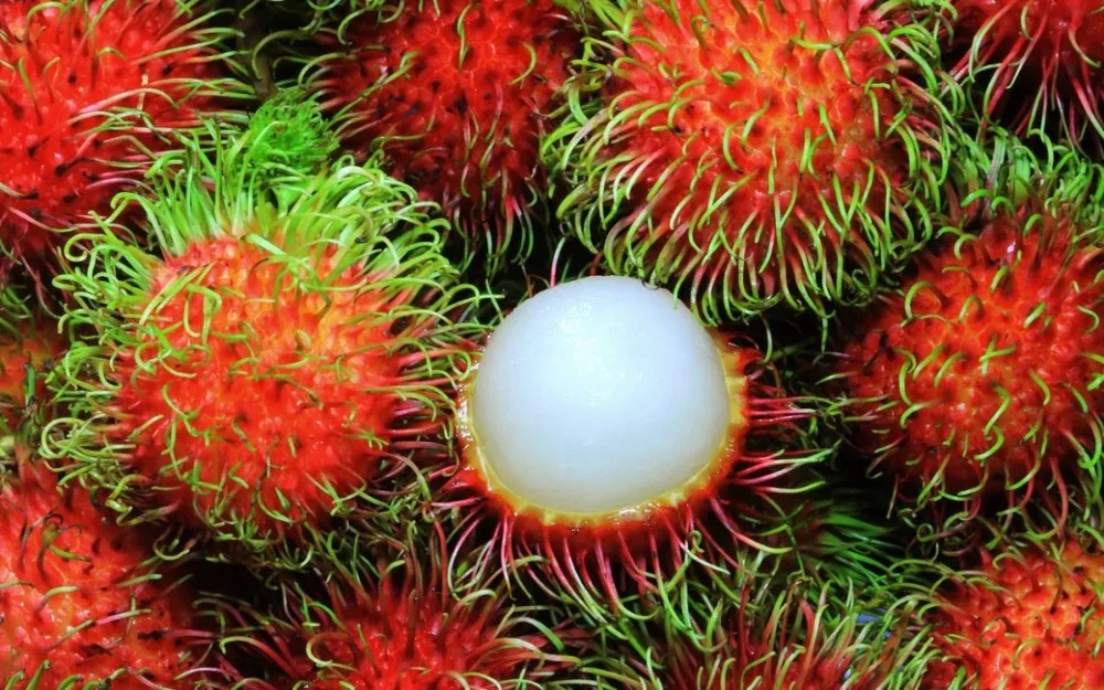  {HOT - SALE} - Fresh rambutan/ Cheap price high quality tropical fruit exported from Vietnam