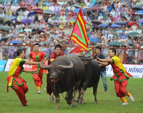 Le Hoi Choi Trau