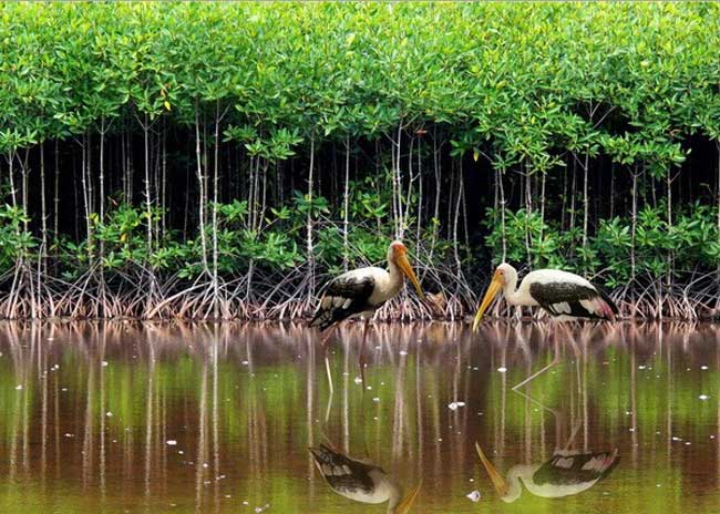 Mangrove Forest Eco-tourism Site