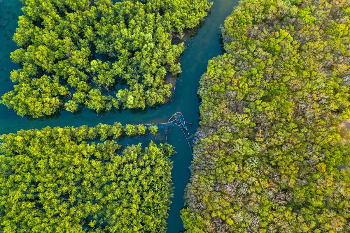 Nam Can Mangrove Forest