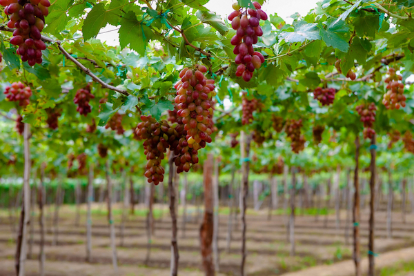 Ninh Thuan Vineyard