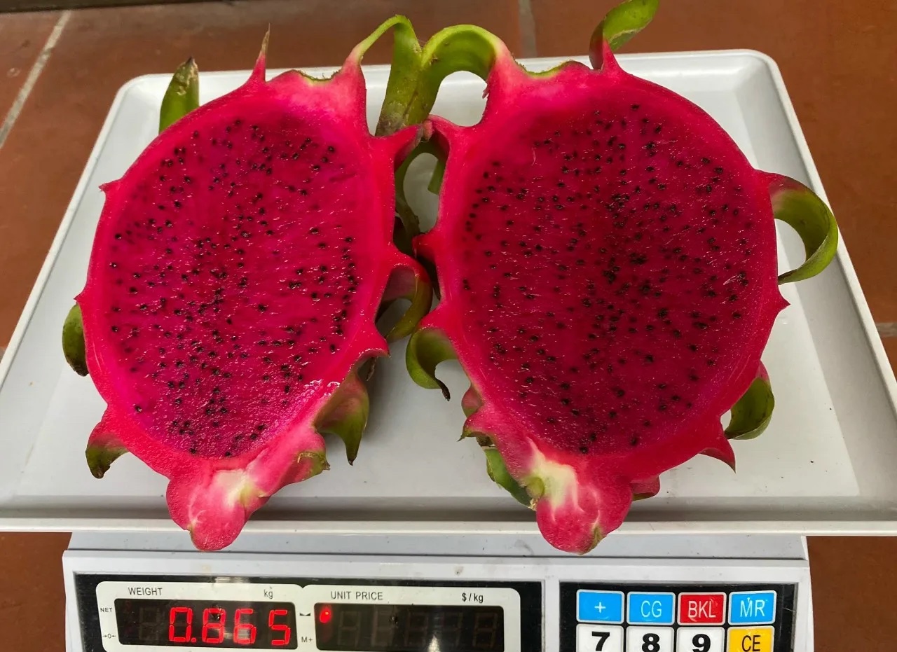  Red Flesh Fresh Dragon Fruit High Quality / Cheap Price Fresh Dragon Fruit 2022