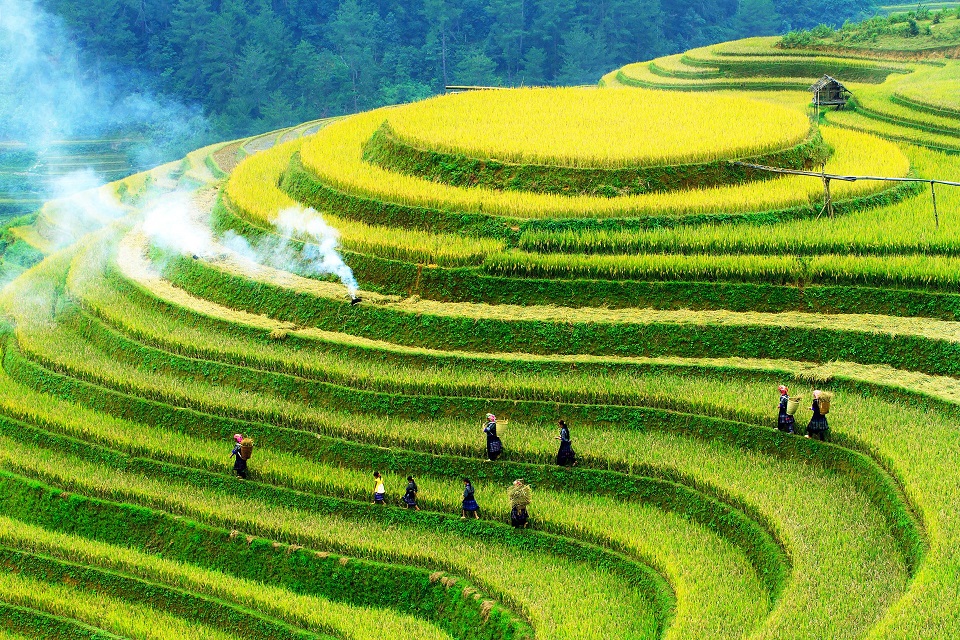 Rice terraces in Mu Cang Chai