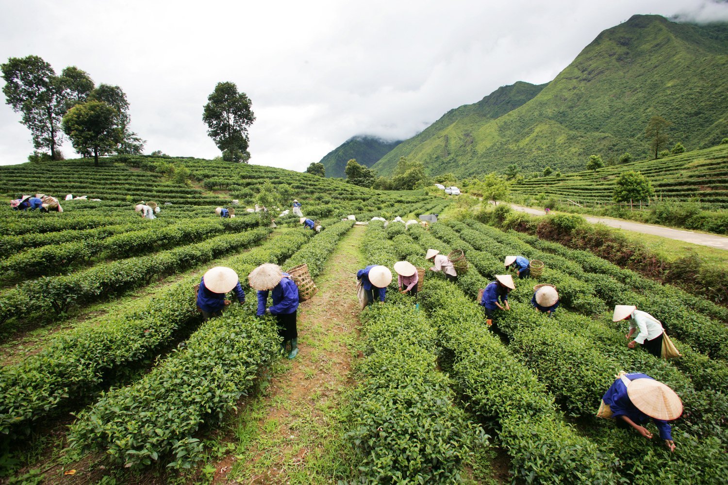 Tam Duong tea hill