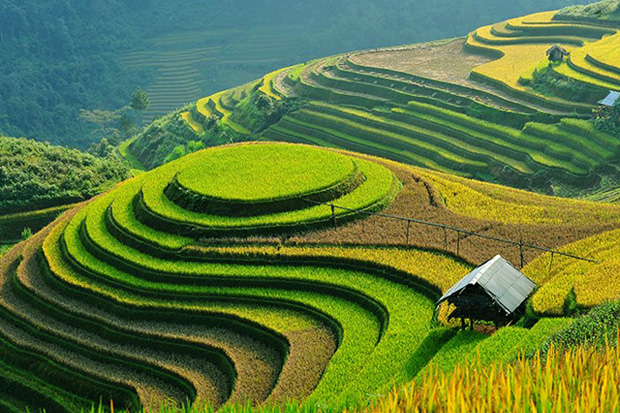 Terraced rice fields