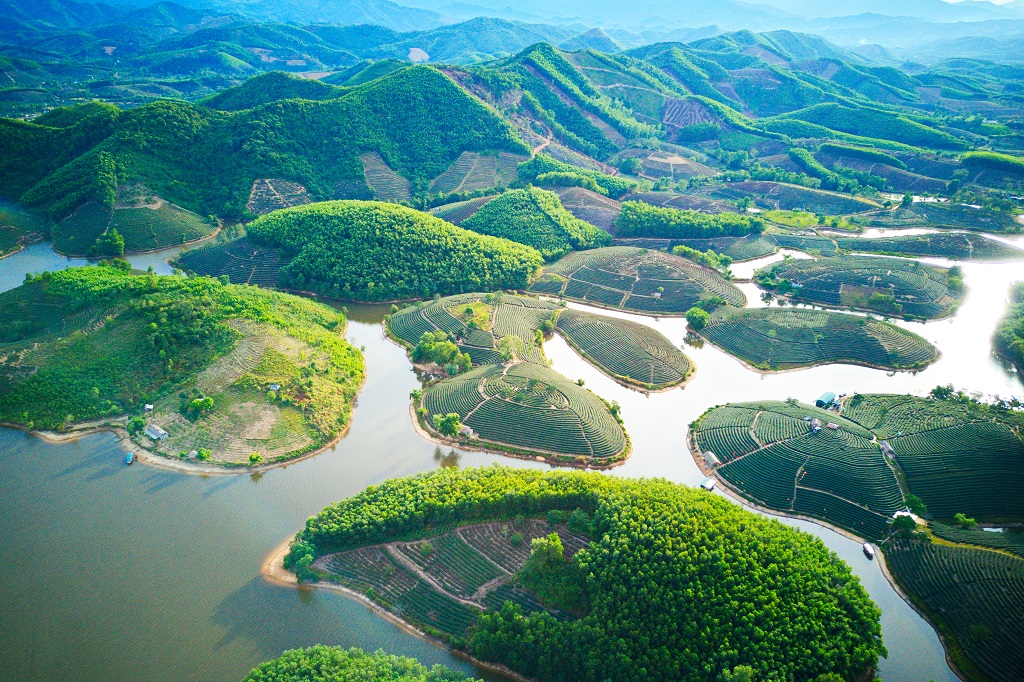 Thanh Chuong Tea Hill