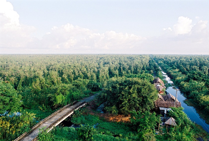 U Minh Ha Forest