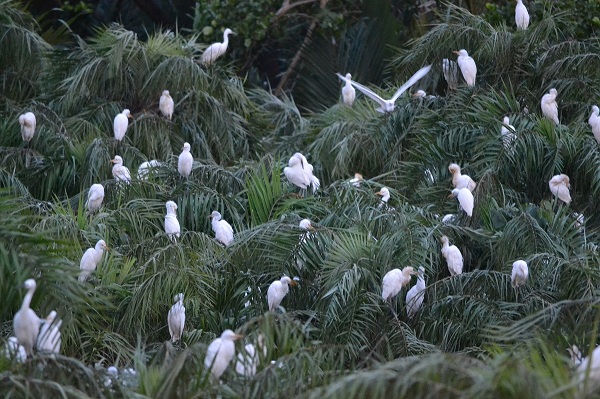 Vam Ho Bird Sanctuary