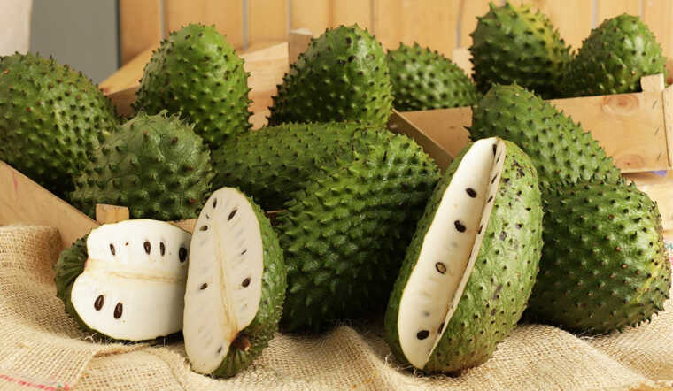  WHOSALE FRESH SOURSOP FRUIT HIGH QUALITY FROM VIETNAM WITH SWEET AND SOUR TASTE FRUIT GOOD FOR HEALTHY MARY