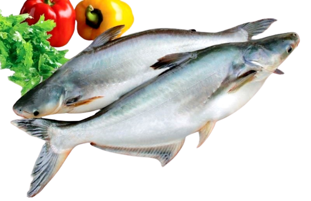 Pangasius catfish